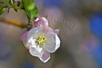 APPLE_BLOSSOMS;FLOWERS;WHITE;PINK;HORIZONTAL